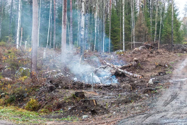 Smoke Development Trees Have Been Burned Forest Environmental Pollution — Stock Photo, Image