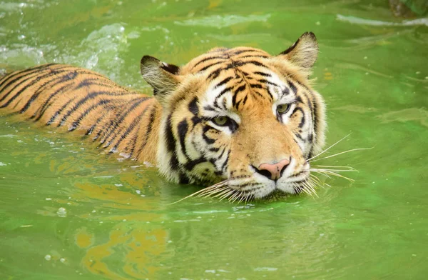 Gros Plan Tigre Bengale Nageant Dans Une Rivière — Photo