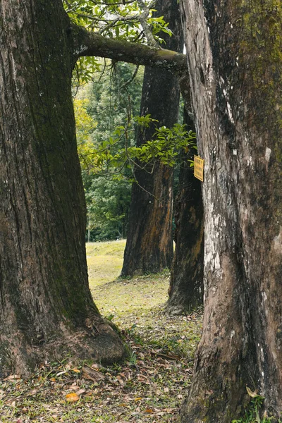 Vertikální Záběr Stromů Pokrytých Zeleným Mechem Lese — Stock fotografie