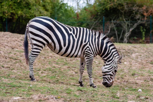 Uma Zebra Pastando Prado — Fotografia de Stock