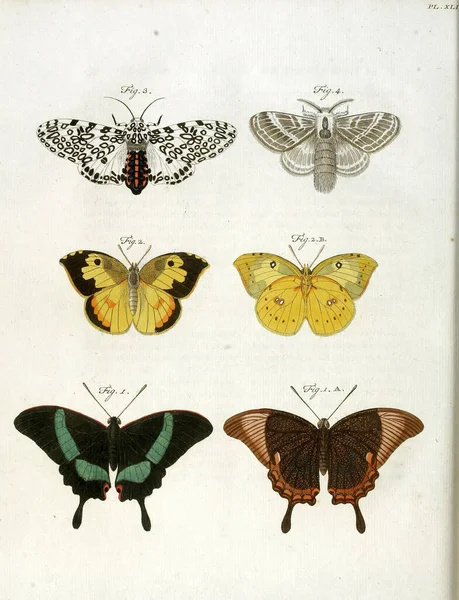生物文学中蝴蝶的古老图解 — 图库照片