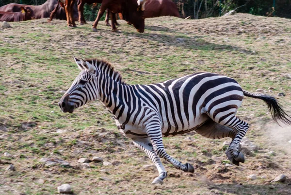 Zebra Corre Campo — Fotografia de Stock