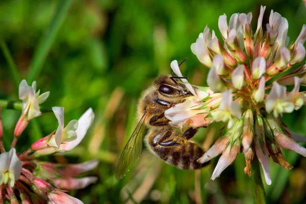 Närbild Ett Västerländskt Honungsbi Som Pollinerar Vita Blommor — Stockfoto