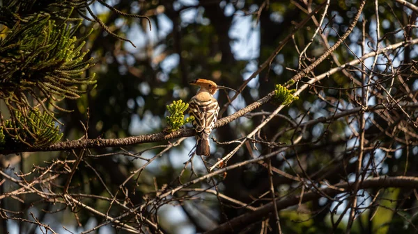 Hoopoe Okonie Gałęzi Wiecznie Zielonego Drzewa Lesie — Zdjęcie stockowe