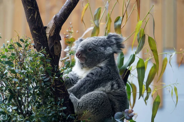 Simpatico Koala Albero Uno Sfondo Sfocato Nello Zoo — Foto Stock