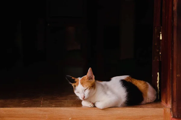 戸口の前でリラックスした眠そうなカリコ子猫 — ストック写真