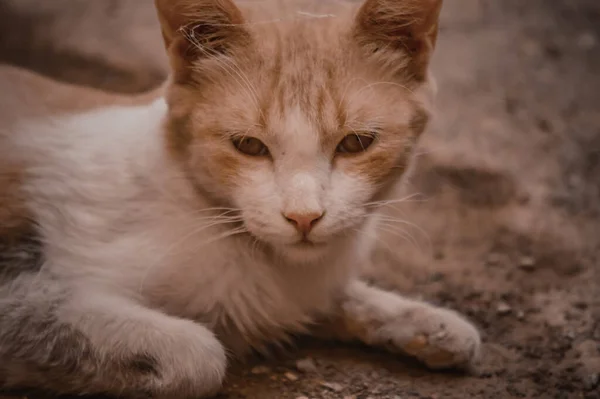 Closeup Shot Brown Cypriot Cat Setting Sandy Land Blurred Background — Stock Photo, Image