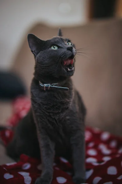 Egy Közeli Felvétel Egy Szürke Macskáról Aki Otthon Felnéz Elmosódott — Stock Fotó