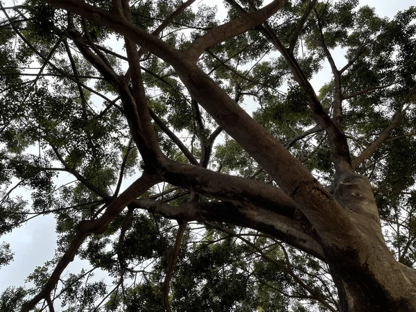 Colpo Angolo Basso Albero Cresciuto Nel Parco Primavera — Foto Stock