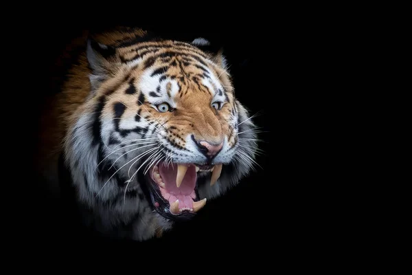 Una Foto Escénica Tigre Siberiano Silbando Saliendo Oscuridad — Foto de Stock