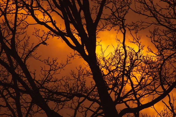 Σιλουέτες Των Κλαδιών Των Δέντρων Απέναντι Στο Συννεφιασμένο Ηλιοβασίλεμα — Φωτογραφία Αρχείου