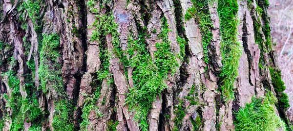 Yeşil Yosunlar Ağacı Kapatın — Stok fotoğraf