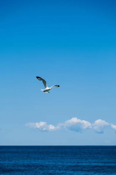 一只白色海鸥飞越海面的垂直镜头 — 图库照片