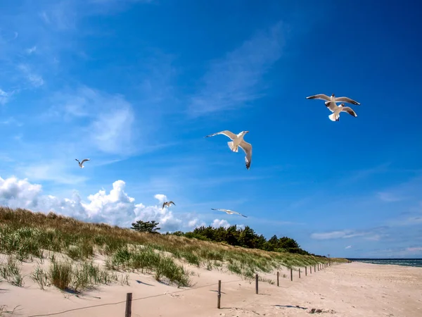 Seagulls Flying Sandy Beach Sunny Day — Stock Photo, Image