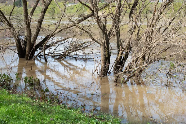 Río Mosela Inundó Partes Ciudad Tréveris Cambio Climático Alemania Árboles — Foto de Stock