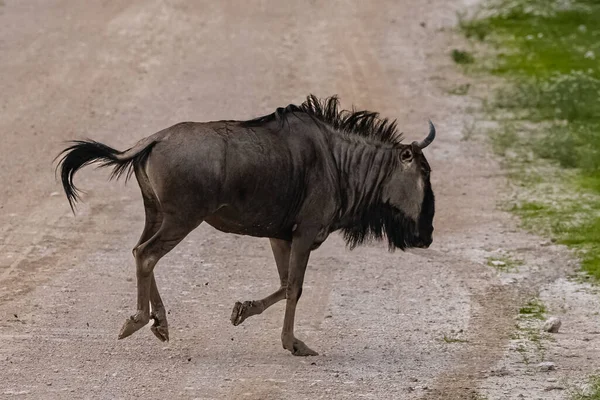 Namibia Gnu Biegający Sawannie Pora Deszczowa Trawami — Zdjęcie stockowe