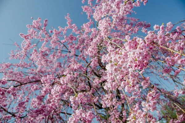 Flores Cereja Primavera — Fotografia de Stock