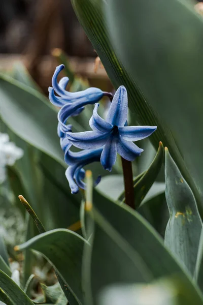 庭の美しい青いヒヤシンスの花の垂直ショット — ストック写真