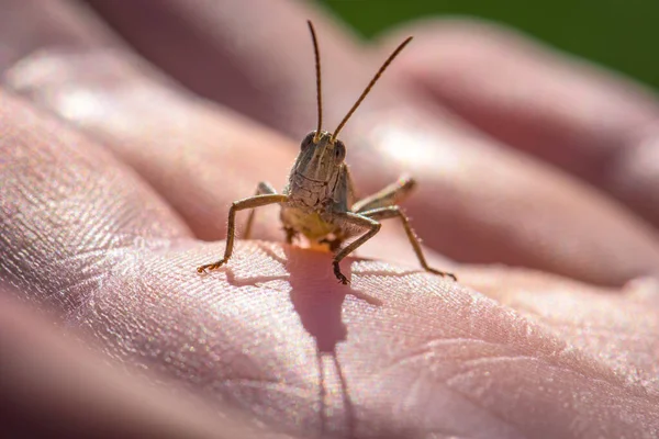Closeup Grasshopper Person Palm — Stock Photo, Image