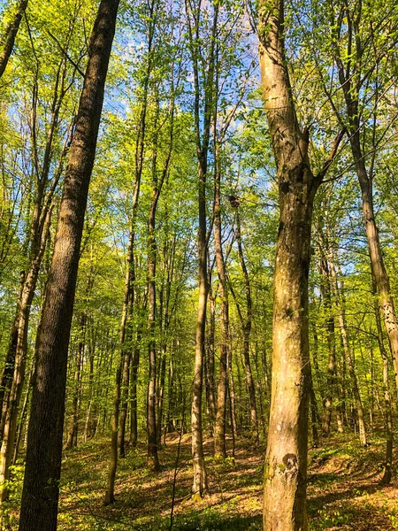 森の中の背の高い薄緑の木の垂直ショット — ストック写真