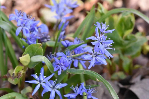 Beautiful View Blue Snowdrop Flowers Garden — Stock Photo, Image