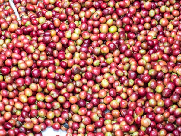 Крупный План Многих Семян Красного Кофе Время Солнечного Сезона Сбора — стоковое фото
