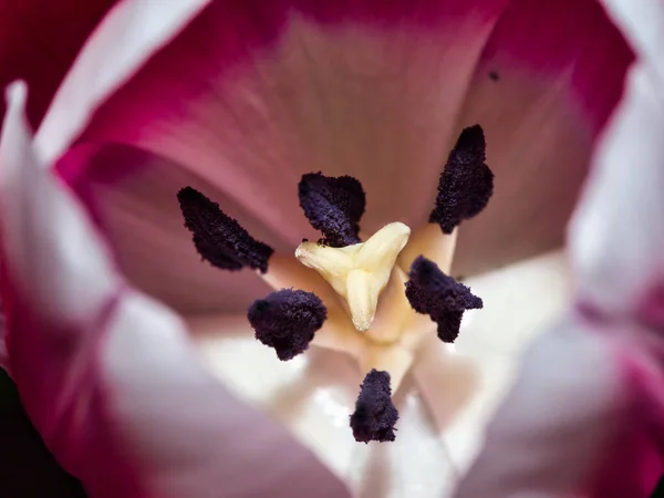 粉红白色郁金香花瓣的特写镜头 — 图库照片