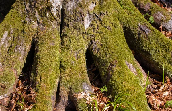 Κοντινό Πλάνο Ξύλινες Ρίζες Δέντρου Καλυμμένες Βρύα Δάσος — Φωτογραφία Αρχείου