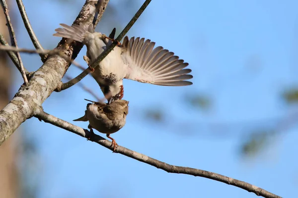 两只麻雀在蓝天背景的树上搏斗的特写 — 图库照片