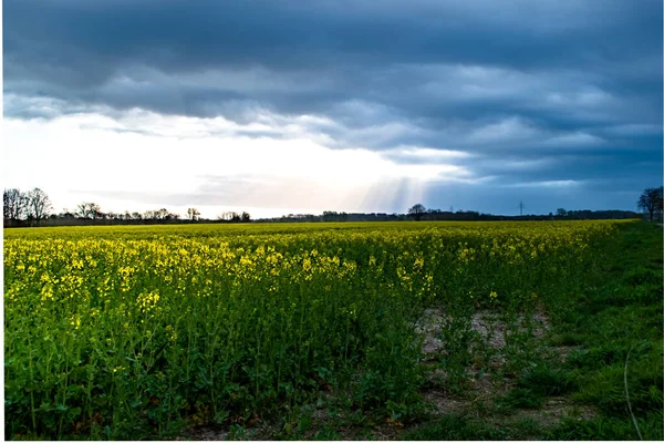 Amarelo Estupros Campo Fundo Escuro Céu Nublado — Fotografia de Stock