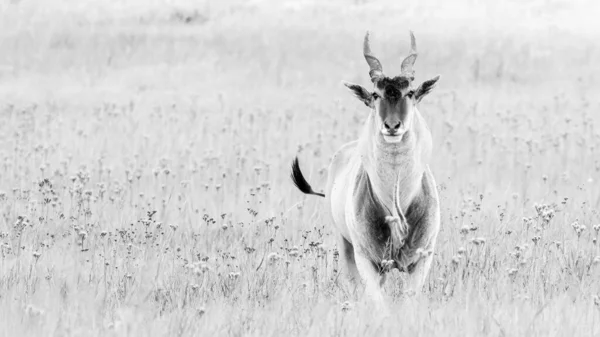 Elandská Antilopa Stojící Pastvinách Africe — Stock fotografie