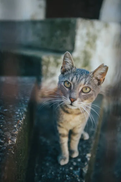 Eine Vertikale Nahaufnahme Einer Grauen Katze Die Auf Der Treppe — Stockfoto