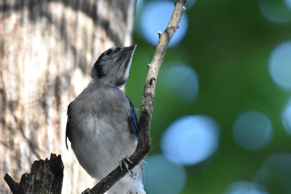 Een Close Shot Van Een Blauwe Gaai Cyanocitta Cristata Neergestreken — Stockfoto