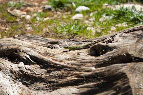 緑の地面に対して壊れた木の幹の上を歩くトカゲの閉鎖 — ストック写真