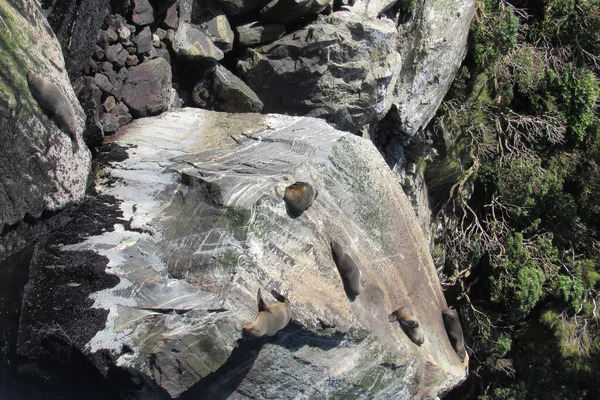 岩の上のシールの垂直ショット — ストック写真