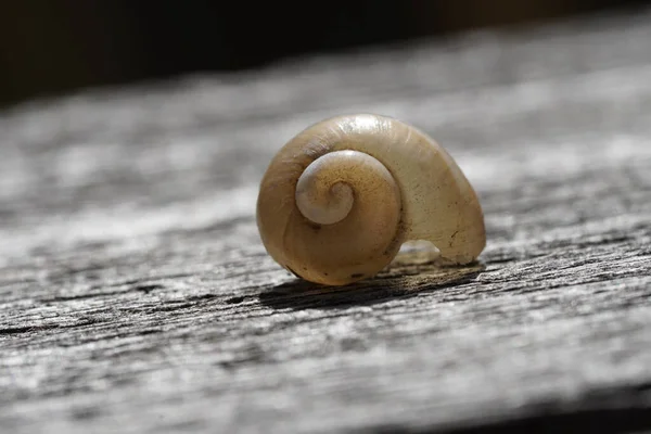 A selective focus shot of a transparent snail shell on a wood with a blurred background -- mibu