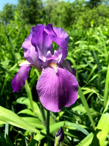 Grädden Lila Iris Blomma Fältet — Stockfoto