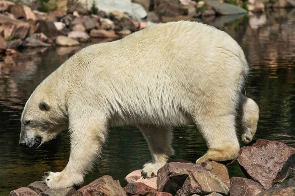 Ένα Κοντινό Πλάνο Μιας Πολικής Αρκούδας Που Στέκεται Ένα Βραχώδες — Φωτογραφία Αρχείου