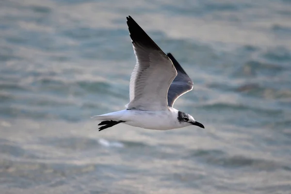 Elegant Black Headed Gull Flying Sea — Stock Photo, Image