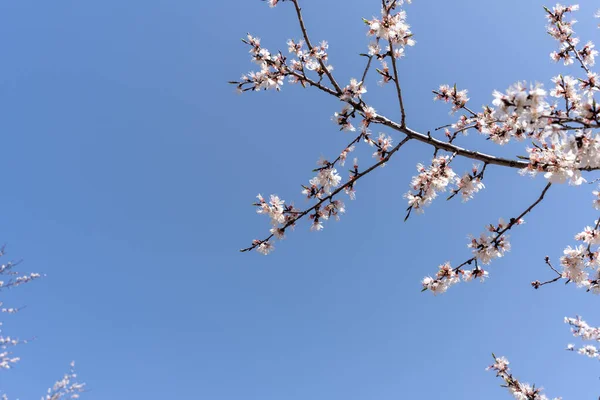 Närbild Grenen Aprikos Träd Med Vita Blommor Mot Den Blå — Stockfoto