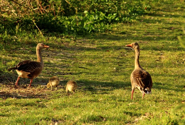 Gros Plan Des Oies Gris Avec Des Poussins Marchant Sur — Photo