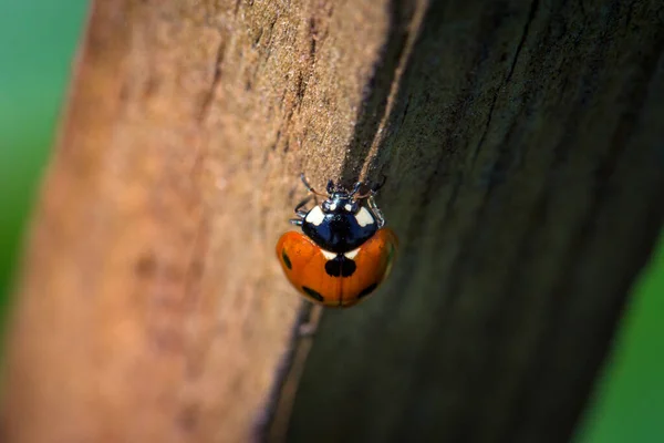 Gros Plan Une Coccinelle Sept Points Sur Une Surface Bois — Photo