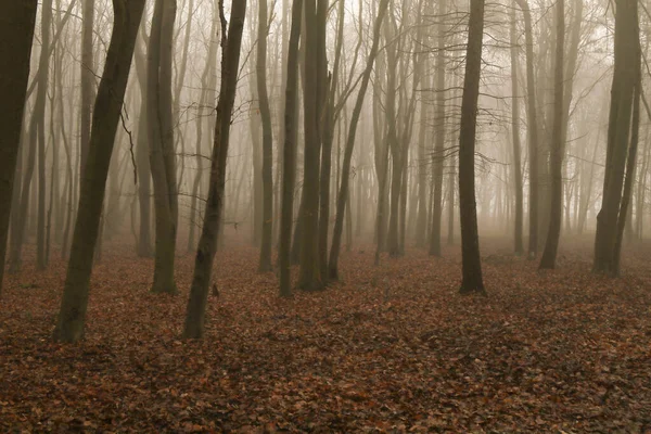 Sabahları Sisli Bir Sonbahar Ormanının Güzel Görüntüsü — Stok fotoğraf