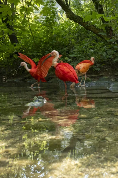 Close Grupo Ibis Scarlet Uma Água Rio Floresta — Fotografia de Stock