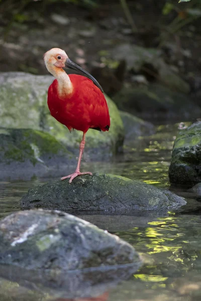 Close Ibis Scarlet Rio Floresta — Fotografia de Stock