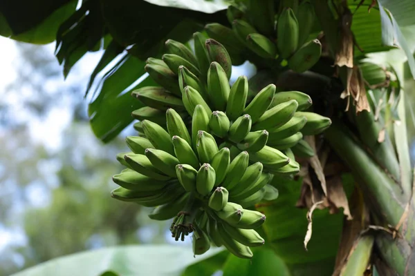 Closeup Shot Green Bananas Growing Tree — Stock Photo, Image