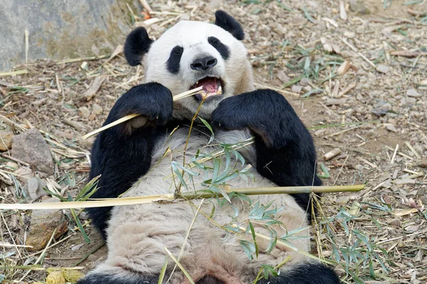 Słodka Panda Leżąca Jedząca Bambus Ogrodzie Zoologicznym Latem — Zdjęcie stockowe