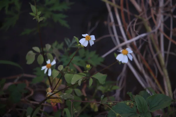 Piękne Kwiaty Kwitnące Świeżymi Zielonymi Liśćmi Rozmytym Tle Nocy — Zdjęcie stockowe
