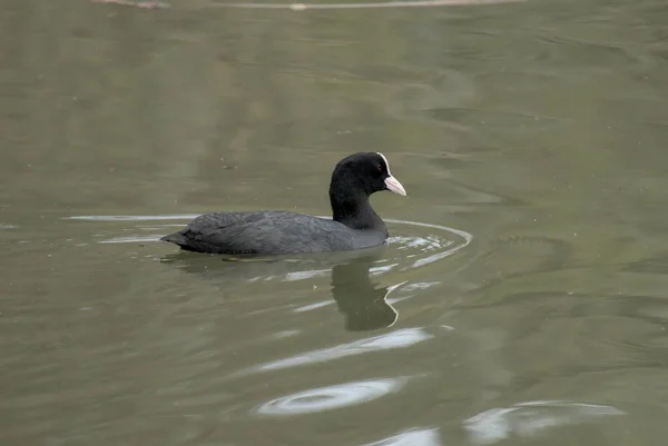 Eine Nahaufnahme Einer Wasser Schwimmenden Ente Blässhuhn Fulica Atra Mibu — Stockfoto