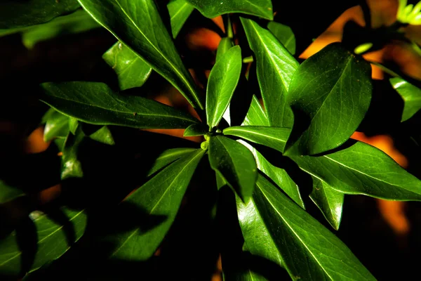 Ένα Κοντινό Πλάνο Πράσινα Φύλλα Κάτω Από Φως Του Ήλιου — Φωτογραφία Αρχείου